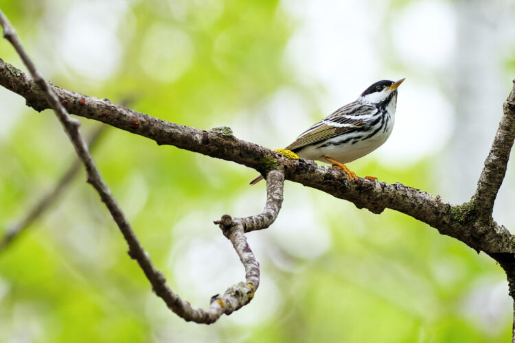 A novel way to protect our birds